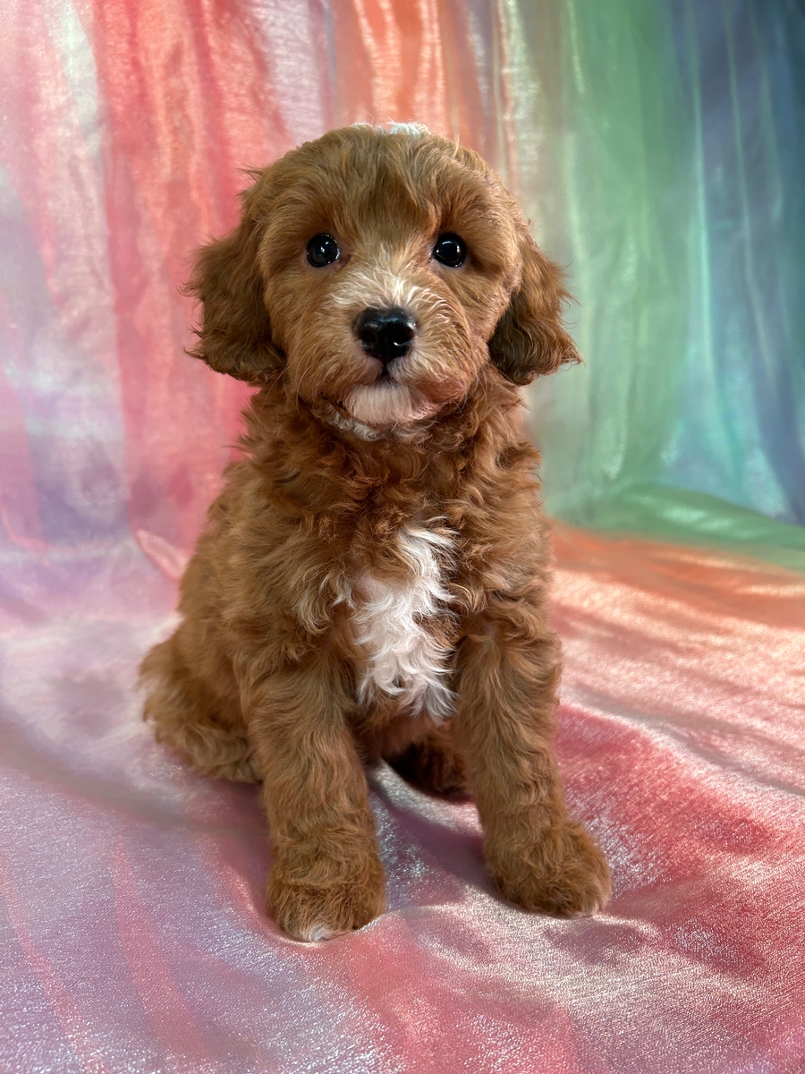 Female Cockapoo Puppy for Sale DOB 10-2-2024 $1200